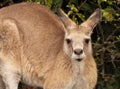 Kangaroo Looking Up