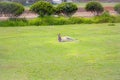 Kangaroo lounging on the grass