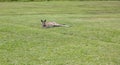 Kangaroo lounging on the grass