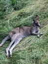 Kangaroo lounging