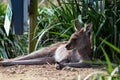 Kangaroo lounging in the winter sun light, bush in background