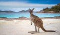 Kangaroo at Lucky Bay in the Cape Le Grand National Park Royalty Free Stock Photo