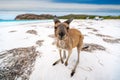 Kangaroo at Lucky Bay in the Cape Le Grand National Park Royalty Free Stock Photo