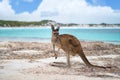 Kangaroo at Lucky Bay in the Cape Le Grand National Park Royalty Free Stock Photo