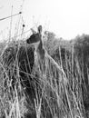 Kangaroo in Lucky Bay - Esperance Royalty Free Stock Photo