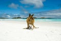 Kangaroo on Lucky Bay Royalty Free Stock Photo