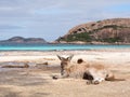 Kangaroo, Lucky Bay, Western Australia Royalty Free Stock Photo