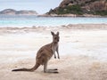 Kangaroo, Lucky Bay, Western Australia