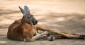 A Kangaroo lying on the ground Royalty Free Stock Photo
