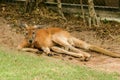 A kangaroo lying on the ground resting Royalty Free Stock Photo