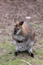 Kangaroo Royalty Free Stock Photo