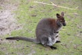 Kangaroo Royalty Free Stock Photo