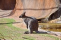 Kangaroo Macropus rufogriseus on Sand Stock Photo