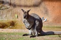 Kangaroo Macropus rufogriseus on Sand Stock Photo