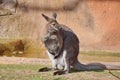 Kangaroo Macropus rufogriseus on Sand Stock Photo