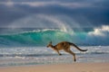 Kangaroo jumping on sandy beach with ocean waves in background under dramatic sky Royalty Free Stock Photo