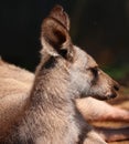 The Kangaroo Is A Marsupial From The Family Macropodidae