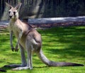 The kangaroo is a marsupial Royalty Free Stock Photo