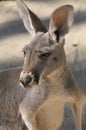The Kangaroo Is A Marsupial From The Family Macropodidae