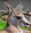 The kangaroo Royalty Free Stock Photo