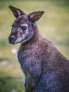 Kangaroo Royalty Free Stock Photo