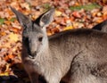 The kangaroo is a marsupial from the family Macropodidae Royalty Free Stock Photo
