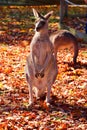 The kangaroo is a marsupial from the family Macropodidae Royalty Free Stock Photo