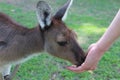 Western Gray Kangaroo eating from hand Royalty Free Stock Photo