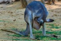 Kangaroo marsupial from the family Macropodidae mammal animal Royalty Free Stock Photo