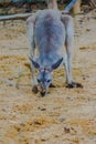 Kangaroo marsupial from the family Macropodidae mammal animal at