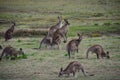 Kangaroo Mob Australia