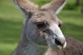 Kangaroo Royalty Free Stock Photo