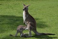 Kangaroo Royalty Free Stock Photo