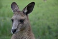 Kangaroo Royalty Free Stock Photo