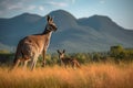 kangaroo mother and baby in beautiful australian landscape