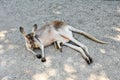 Kangaroo mother with baby in her belly