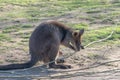 Kangaroo Mother, with a Baby Joey in the Pouch Royalty Free Stock Photo