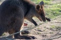 Kangaroo Mother, with a Baby Joey in the Pouch Royalty Free Stock Photo