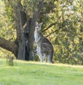 Kangaroo mother with baby joey