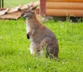 Kangaroo Mother and Baby in Pouch Royalty Free Stock Photo