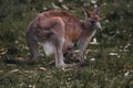Kangaroo Mother and Baby in Pouch. Female red kangaroo in the wild. Australia, Queensland, new South wales. Royalty Free Stock Photo