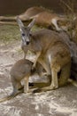 Kangaroo mother with baby Royalty Free Stock Photo