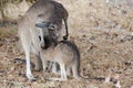 Kangaroo cuddling suckling joey, West Australia
