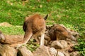 Kangaroo mother is feeding kangaroo baby Royalty Free Stock Photo