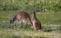 Kangaroo mother and joey graze in white flowers