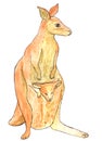 Kangaroo mother witn baby in bag, drawing