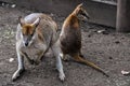 Kangaroo mum with baby in Featherdale Wildlife Park, Australia