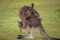 Kangaroo Mum with a Baby Joey in the Pouch Royalty Free Stock Photo