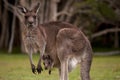 Kangaroo Mum with a Baby Joey in the Pouch Royalty Free Stock Photo