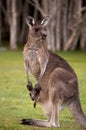 Kangaroo Mum with a Baby Joey in the Pouch Royalty Free Stock Photo